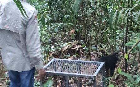 Balai Besar KSDA Sulawesi Selatan Lakukan Pelepasliaran Satwa