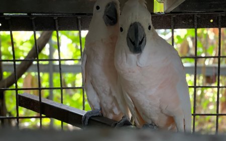 Translokasi Satwa Liar ke Habitatnya di Maluku dan Papua Barat Daya