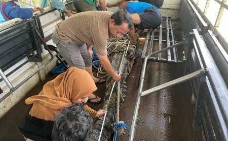 Penanganan Buaya Muara di Sulawesi Selatan:  Menyelaraskan Konservasi dengan Kepercayaan Tradisional