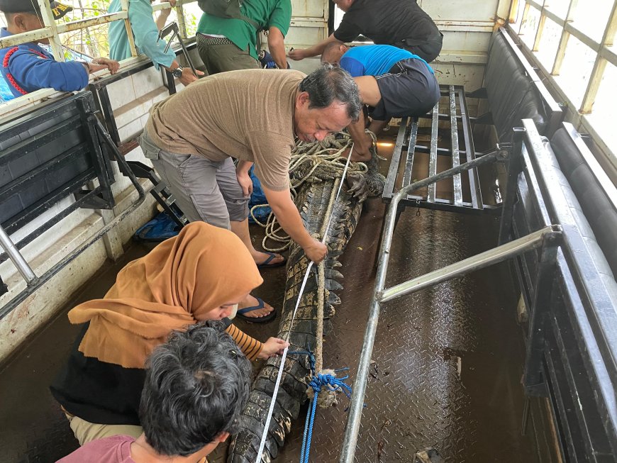 Penanganan Buaya Muara di Sulawesi Selatan: Menyelaraskan Konservasi dengan Kepercayaan Tradisional