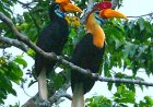 Sulawesi Hornbill (Rhyticeros cassidix): Guardian of the Forest and Symbol of Loyalty in the Skies of Sulawesi