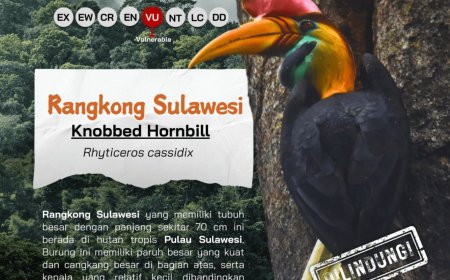 Rangkong Sulawesi: Penjaga Hutan dan Simbol Kesetiaan dari Langit Sulawesi