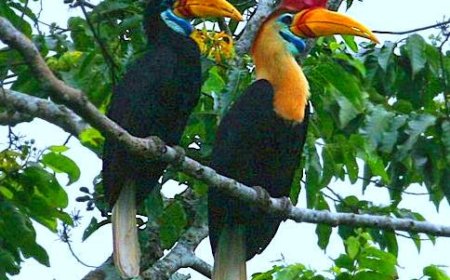 Sulawesi Hornbill (Rhyticeros cassidix): Guardian of the Forest and Symbol of Loyalty in the Skies of Sulawesi