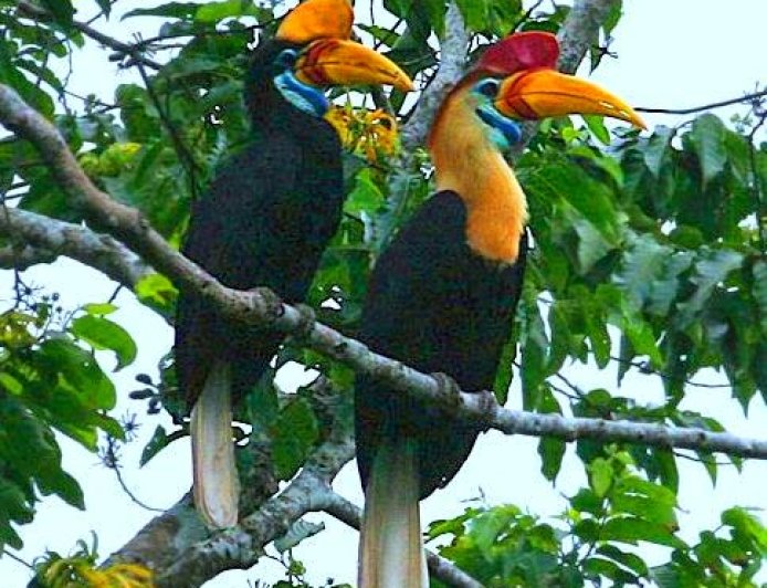 Sulawesi Hornbill (Rhyticeros cassidix): Guardian of the Forest and Symbol of Loyalty in the Skies of Sulawesi