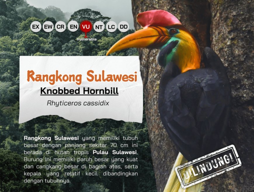 Rangkong Sulawesi: Penjaga Hutan dan Simbol Kesetiaan dari Langit Sulawesi