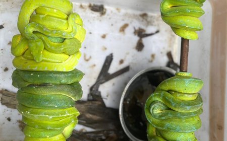 BBKSDA Sulsel Translokasi 38 Ekor Satwa Liar Jenis Reptil