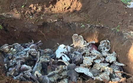 BBKSDA Sulsel Musnahkan 180 Kg Daging Rusa Ilegal dan Selamatkan Belasan Ketam Kenari dilindungi