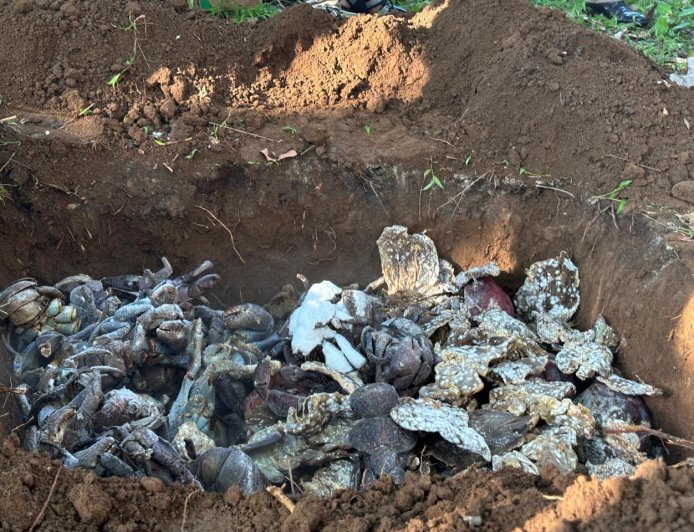 BBKSDA Sulsel Musnahkan 180 Kg Daging Rusa Ilegal dan Selamatkan Belasan Ketam Kenari dilindungi