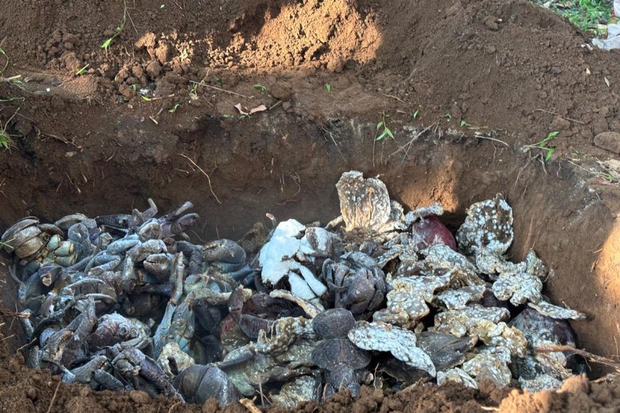 BBKSDA Sulsel Musnahkan 180 Kg Daging Rusa Ilegal dan Selamatkan Belasan Ketam Kenari dilindungi