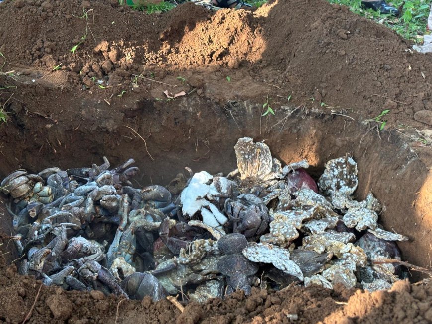 BBKSDA Sulsel Musnahkan 180 Kg Daging Rusa Ilegal dan Selamatkan Belasan Ketam Kenari dilindungi