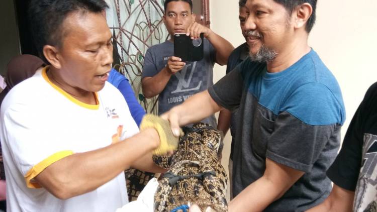 BUAYA MUARA, BUKAN BUAYA DARAT