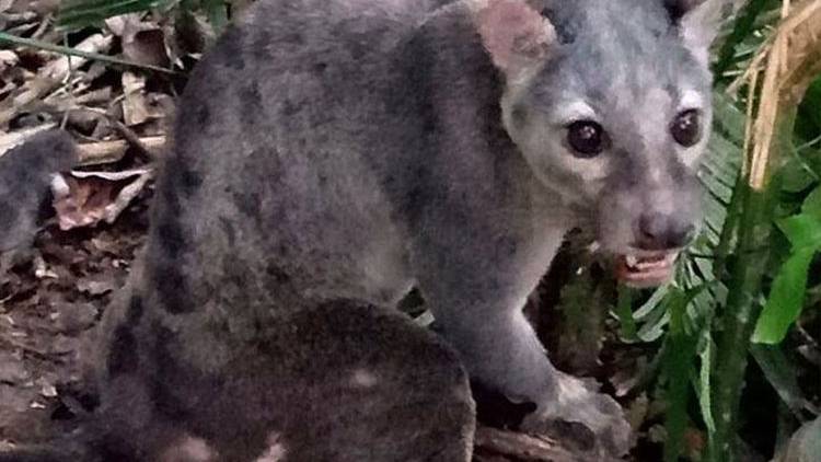 Identifikasi Spesies Kunci Sulawesi (Musang Sulawesi - Pemalu yang Misterius )
