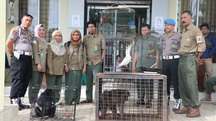 Lagi, Wildlife Rescue Unit Evakuasi Satwa Dilindungi di Sulsel