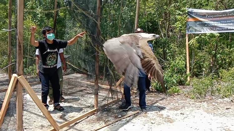 Lagi, Elang dan Penyu sisik dilepasliarkan Tim WRU di Bulukumba
