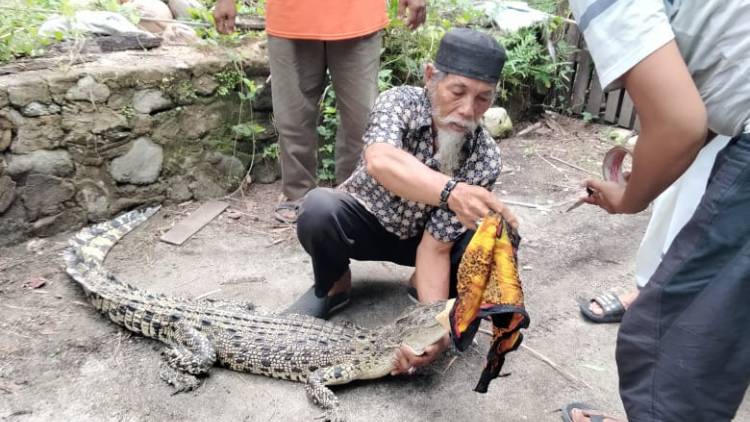Penyelamatan 1 Ekor Buaya Muara di Perairan Desa Sirindu  Kabupaten Majene