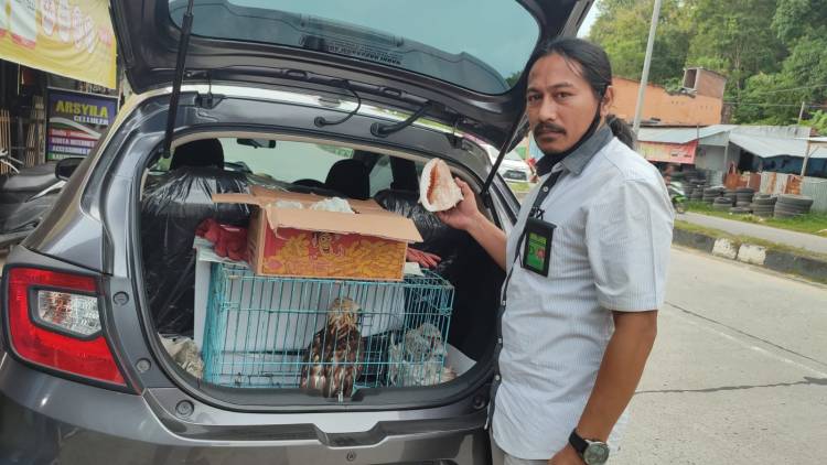 Cerita Dibalik Kegiatan Penyelamatan Satwa Liar, Dari Elang Berontok Sampai Kerang Dilindungi