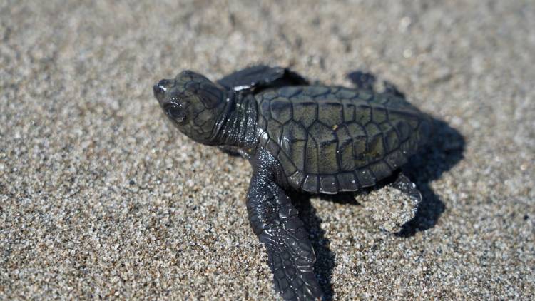 Pelepasan 230 Tukik Penyu Lekang di Pantai Mampie Sulawesi Barat 
