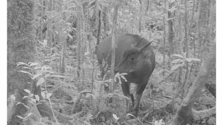 Angin Segar Upaya Penyelamatan Anoa Gunung Di Sulawesi Selatan
